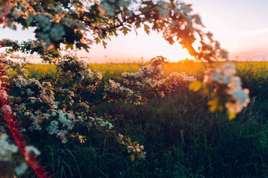 The Way of Nourishment: The Art of Healing From The Inside Out