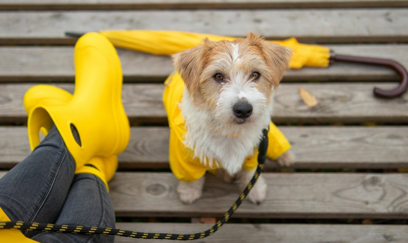 How To Take Care Of Your Pets In The Monsoon?